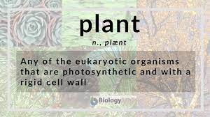 plant definition and exles biology