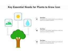 Key Essential Needs For Plants To Grow