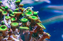 what-helps-corals-grow-faster