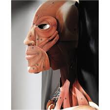 Let us help you expand your horizons! Life Size Dimensional Man Anatomical Chart Full Size Anatomy Poster