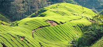 The cameron highlands is a district in pahang, malaysia, occupying an area of 712.18 square kilometres (274.97 sq mi). Cameron Highlands Wonderful Malaysia