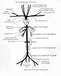 (e.g., carotid arteries and jugular veins for anatomy of the knee, knee bones, knee muscles knee arteries knee veins and nerves looking into. Zo250 Lab 3 Webpage