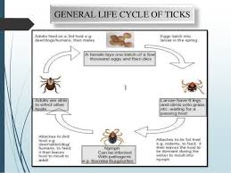 Ticks And Its Parasitic Adaptations
