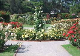 Properly Rooted Rose Garden Design