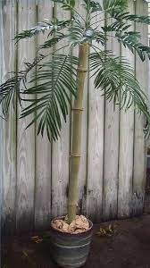 fake palm tree palm trees