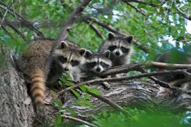 Because if you untreated the problem of raccoons it will transmit rabies from animals to persons. Raccoons Living Under Your Shed Or Deck