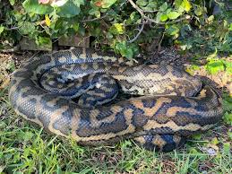 10 facts about the carpet python