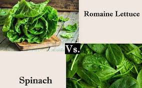 romaine lettuce vs spinach which is
