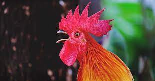 We did not find results for: 7 Ways To Stop Your Rooster From Crowing Constantly