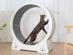 do cats really use exercise wheels
