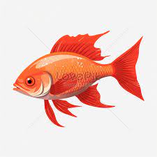 red fish images hd pictures for free
