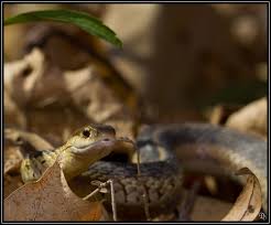 Texas snakes are out of hibernation and becoming increasingly active due to warming. Garter Snake Facts Live Science