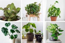 The purple color goes well with almost any other color in the garden, burns explains. 15 Easy Houseplants To Propagate With Pictures Smart Garden Guide