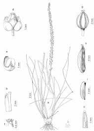 Flora Ibérica Triglochin