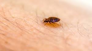 bed bug infestation signs causes
