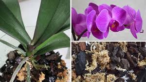 Начини за омекотяване на вода за поливане на орхидеите. Presazhdane Na Falenopsis Chast 2 Premestvane Na Orhideyata V Novata Saksiya Youtube