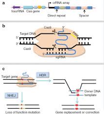 crispr cas9 for in vivo gene therapy