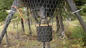 Because deer are social and move in herds, the cost of continually refilling feeders can be damaging to any birder's budget. How I Protect Deer Feeder From Being Robbed By Birds Squirrels Youtube