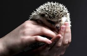 It is important you take the time to bond with your pet hedgehog. Hedgehog Description Habitat Image Diet And Interesting Facts