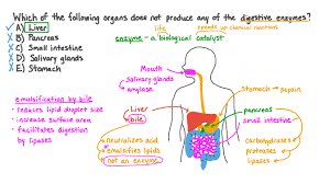 produce digestive enzymes