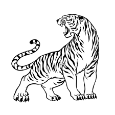 hand drawn of tiger in vine black