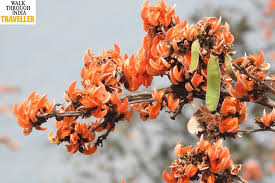 15 most colorful summer flowering trees