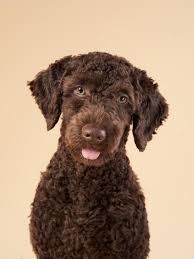 funny spanish water dog puppy
