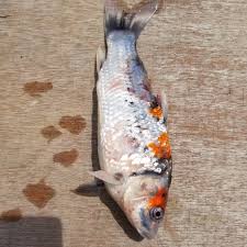 Help Is My Koi Sick Download Our Free Health Checklist