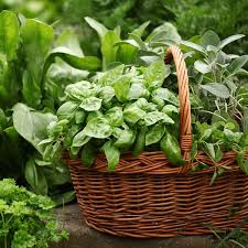 How To Grow Herbs Garden Advice