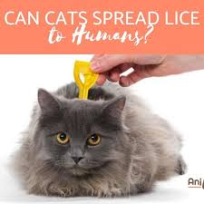 can i get lice from my cat symptoms