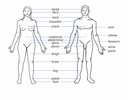 Ui Ex Com Images Drawing Names Male 4 Png Human Body Human