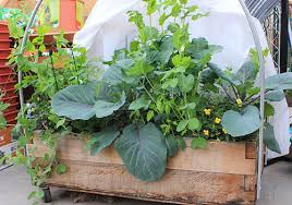 Raised Beds Furniture Sky