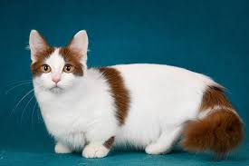 8 amazing facts about munchkin cats