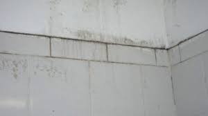 remove mold on bathroom walls