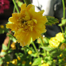'pleniflora' is a very vigorous grower and bears large, fluffy yellow flowers in spring. Buy Kerria Japonica Pleniflora Buy Double Kerria Uk Cheap Yellow Flowering Shrubs