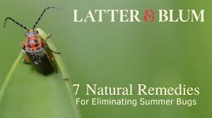 eliminating summer bugs