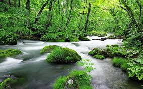 hd wallpaper green jungle streams