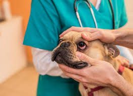 blepharitis in dogs petmd