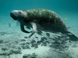 Did you know manatees (trichechus) are natural lawn mowers? 6hjikxiu Cvndm