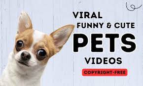 funny and cute pets videos for you