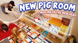 The NEW Pig Room + NEW C&C Cage 🙈 - YouTube