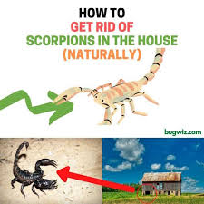 get rid of scorpions in your house