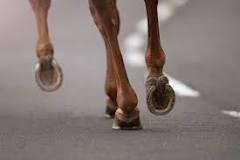 does-it-hurt-a-horse-to-run-on-concrete
