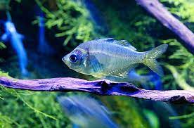 glass fish breed information and