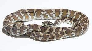 papuan carpet python morelia spilota