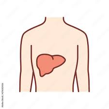 healthy liver color icon human organ