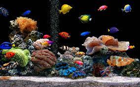fish tank live 3d wallpaper