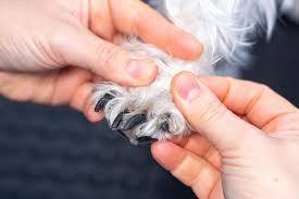 what to do if your dog breaks a nail
