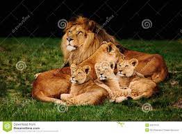 14,256 Lion Family Photos - Free ...
