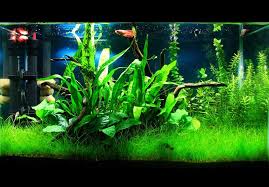 how to setup a low tech planted tank